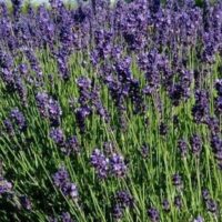 Huile essentielle Lavandin Abrial bio - L2i