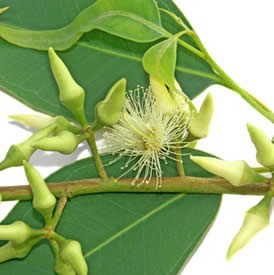 Huile essentielle Eucalyptus Radiata bio - Er