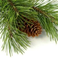 Huile essentielle Pin Sylvestre bio - Ps