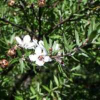 Huile essentielle Tea Tree bio - Tt