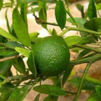 Huile essentielle Litsea Cubeba bio - Lc