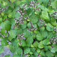 Huile essentielle Patchouli bio - Pp