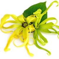 Huile essentielle Ylang-Ylang bio - Yy