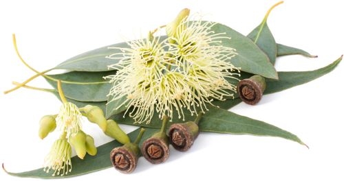 Huile essentielle Eucalyptus citronné bio - Ec