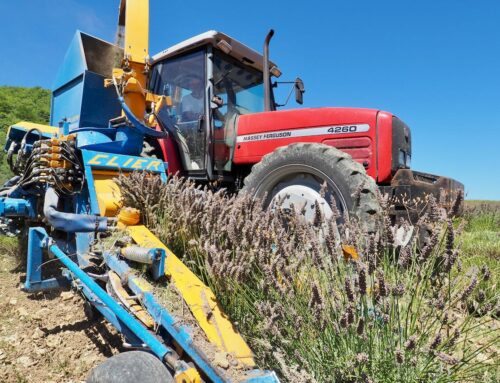L’espieur, un outil de récolte écologique pour la lavande