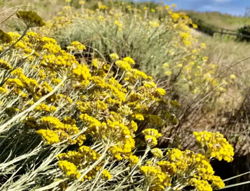 L’Immortelle (Helichrysum italicum) : Origine, Culture et Usages