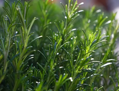 Le Romarin : origine, culture, usages et huile essentielle bio