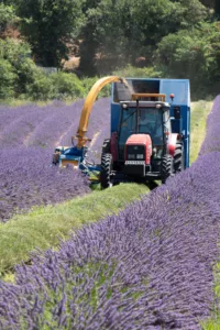espieur lavande Recolte de lavande à l'espieur