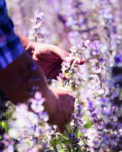 Sauge homme récoltant sauge sclarée bio