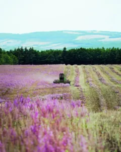 recolte-sauge recolte sauge sclarée bio