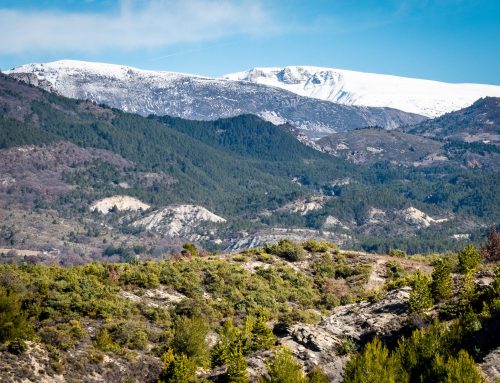 Le Cade ou Genévrier Sauvage : Origine, Culture, Usages et Huile Essentielle Bio – Découverte d’un Arbuste Méditerranéen Méconnu