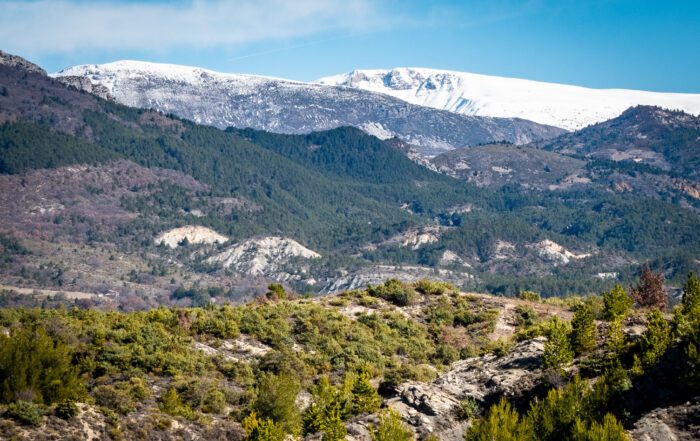 cade ou juniper dans paysage provence fin hiver