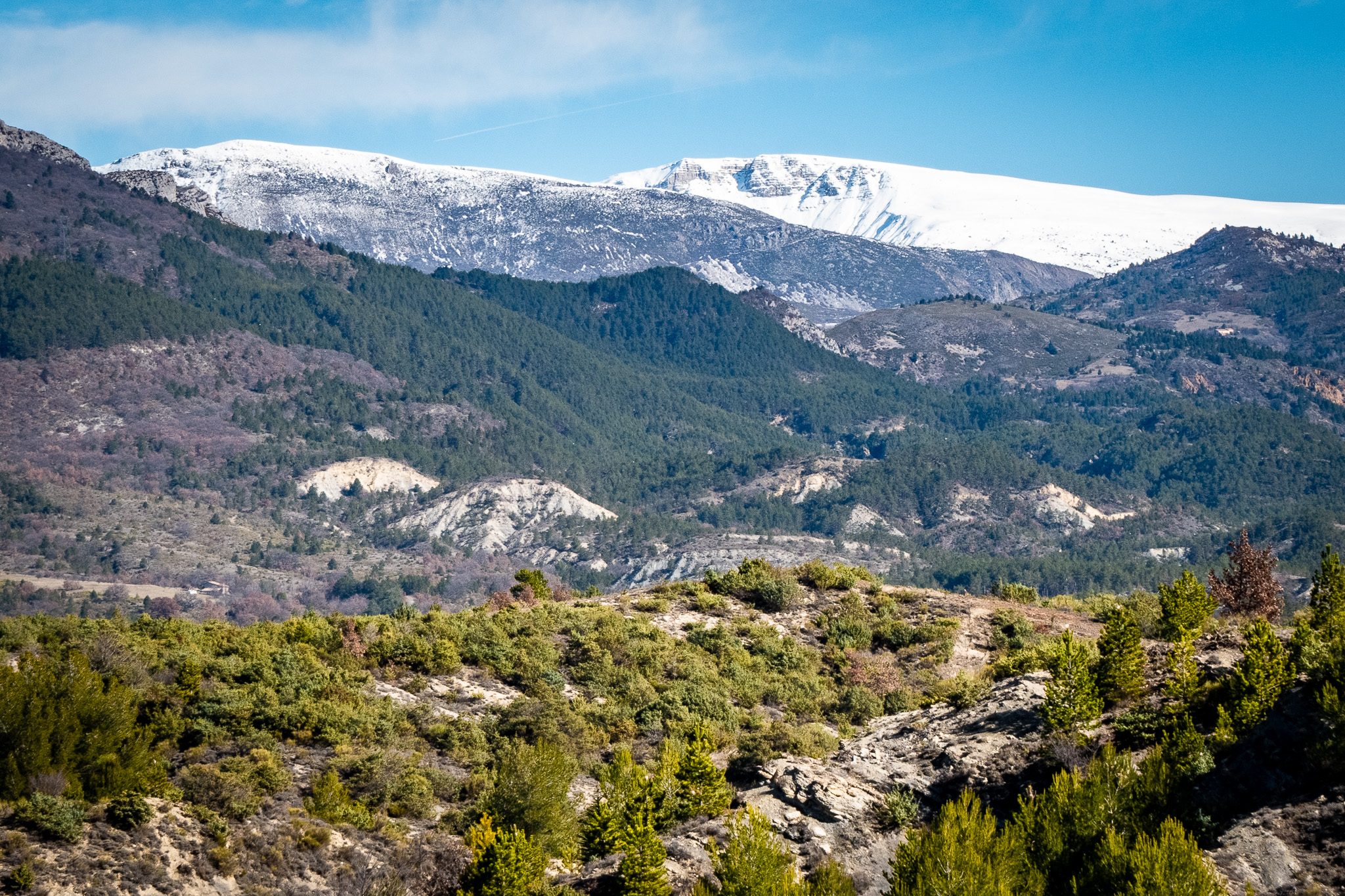 cade ou juniper dans paysage provence fin hiver