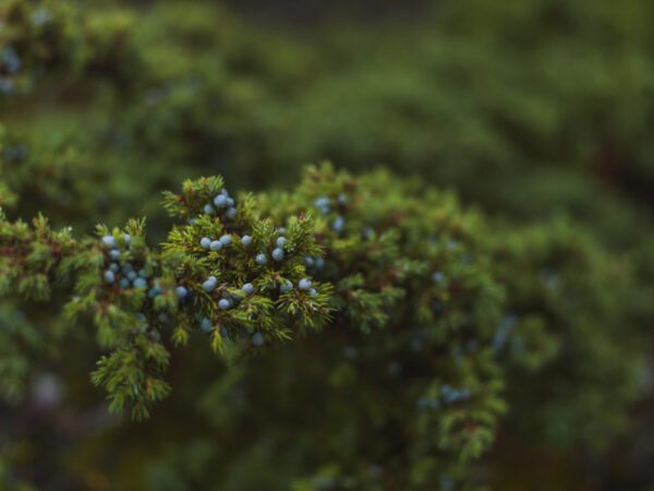 Cade ou genevrier sauvage distillerie bleu provence