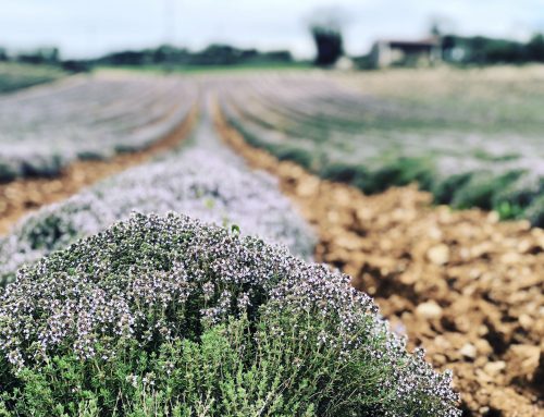 Le Thym : variétés, origine, culture, usages et huiles essentielles bio – Le guide complet