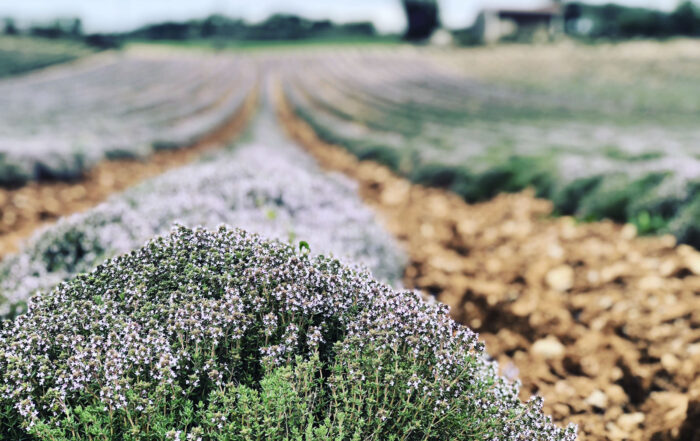thym en fleur - distillerie Bleu provence
