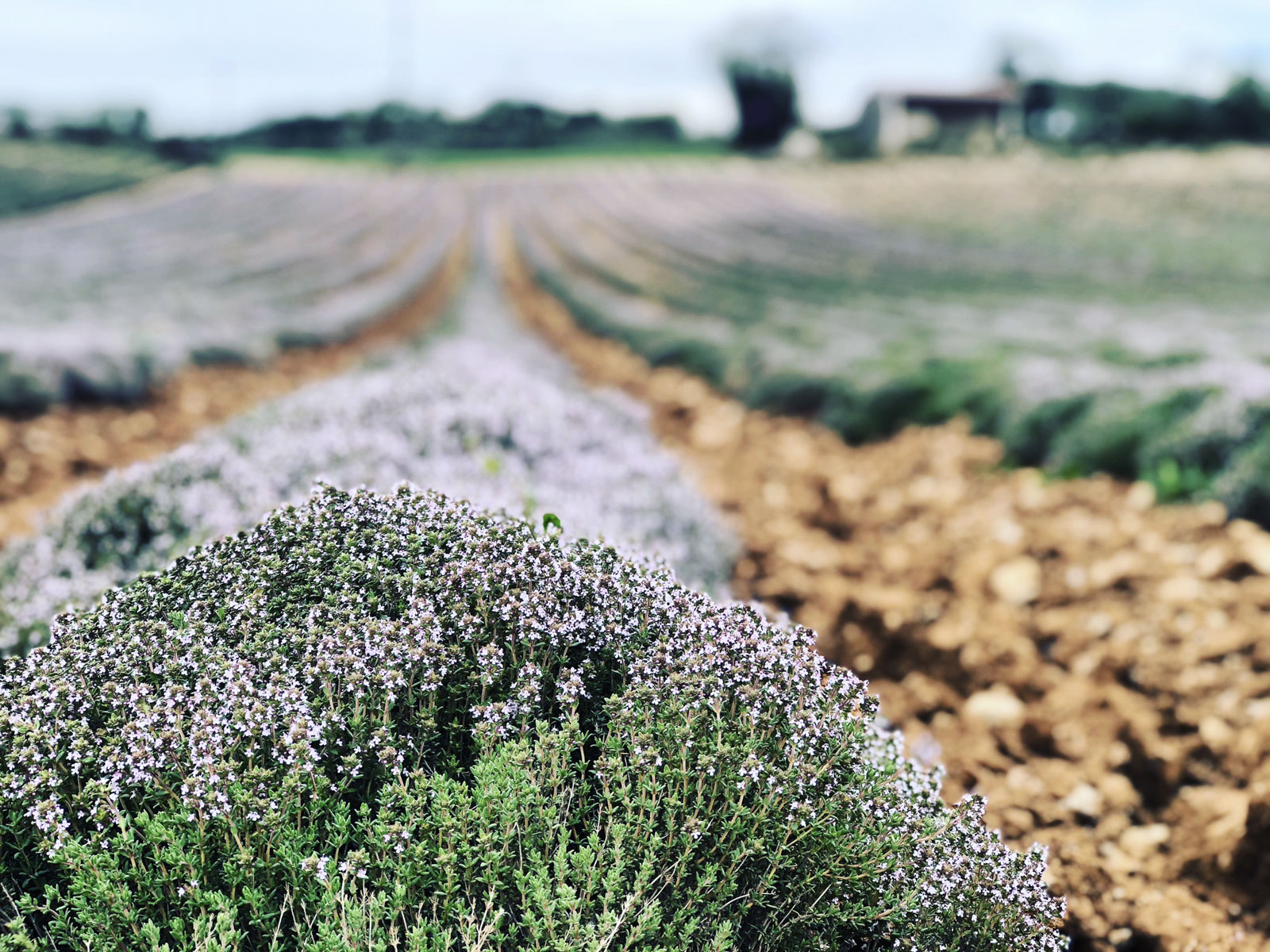 thym en fleur - distillerie Bleu provence