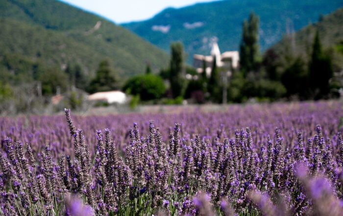 Lavandin bio distillerie bleu provence