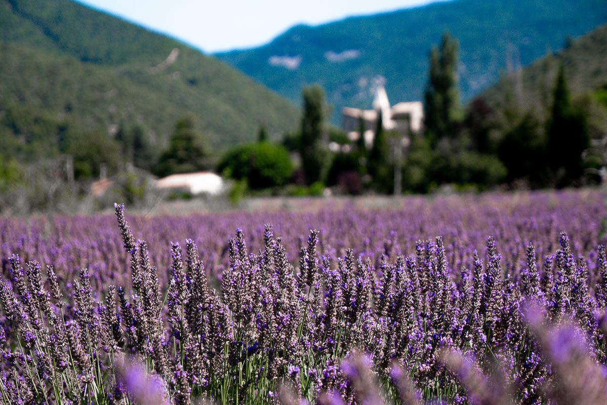 Lavandin bio distillerie bleu provence