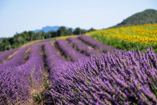 Lavandin bio distillerie bleu provence